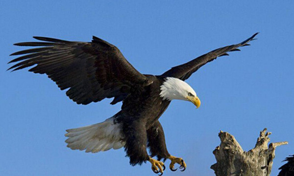 鷹的重生.jpg 鷹的重生.jpg